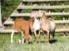 3X MEATMASTER EWE VOORWAARTS BOERDERY (Pay per piece to take the lot) - 2