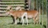 3X MEATMASTER EWE VOORWAARTS BOERDERY (Pay per piece to take the lot) - 3