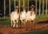 3X MEATMASTER EWE VOORWAARTS BOERDERY (Pay per piece to take the lot)