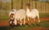 3X MEATMASTER EWE VOORWAARTS BOERDERY (Pay per piece to take the lot) - 2