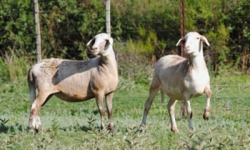 2X MEATMASTER EWE VOORWAARTS BOERDERY (Pay per piece to take the lot)