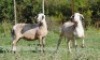 2X MEATMASTER EWE VOORWAARTS BOERDERY (Pay per piece to take the lot)