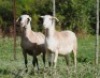 2X MEATMASTER EWE VOORWAARTS BOERDERY (Pay per piece to take the lot) - 2