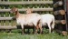 2X MEATMASTER EWE VOORWAARTS BOERDERY (Pay per piece to take the lot)