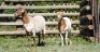2X MEATMASTER EWE VOORWAARTS BOERDERY (Pay per piece to take the lot) - 2