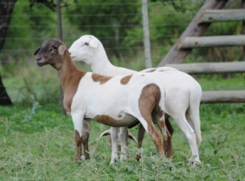3X MEATMASTER EWE VOORWAARTS BOERDERY (Pay per piece to take the lot)