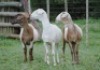 3X MEATMASTER EWE VOORWAARTS BOERDERY (Pay per piece to take the lot) - 2