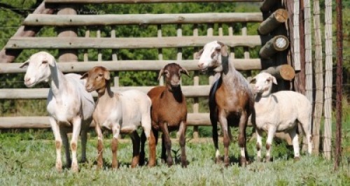 2+3X MEATMASTER COMMERCIAL EWE VOORWAARTS BOERDERY (Pay per piece to take the lot)