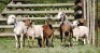 2+3X MEATMASTER COMMERCIAL EWE VOORWAARTS BOERDERY (Pay per piece to take the lot)