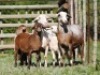 2+3X MEATMASTER COMMERCIAL EWE VOORWAARTS BOERDERY (Pay per piece to take the lot) - 2