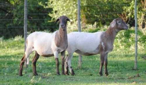 2X MEATMASTER EWE VOORWAARTS BOERDERY (Pay per piece to take the lot)