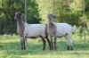 2X MEATMASTER EWE VOORWAARTS BOERDERY (Pay per piece to take the lot) - 2