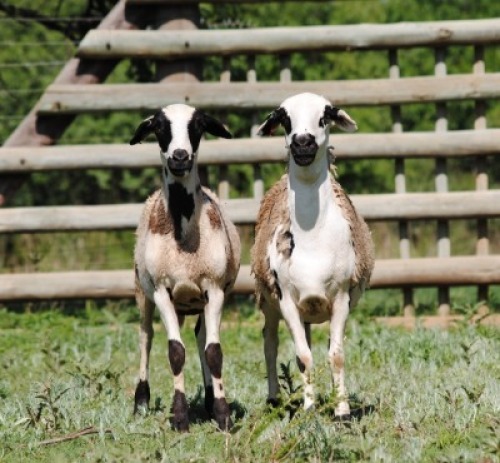 2X MEATMASTER (1) COMMERCIAL EWE VOORWAARTS BOERDERY (Pay per piece to take the lot)