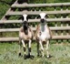 2X MEATMASTER (1) COMMERCIAL EWE VOORWAARTS BOERDERY (Pay per piece to take the lot)