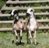 2X MEATMASTER (1) COMMERCIAL EWE VOORWAARTS BOERDERY (Pay per piece to take the lot) - 2