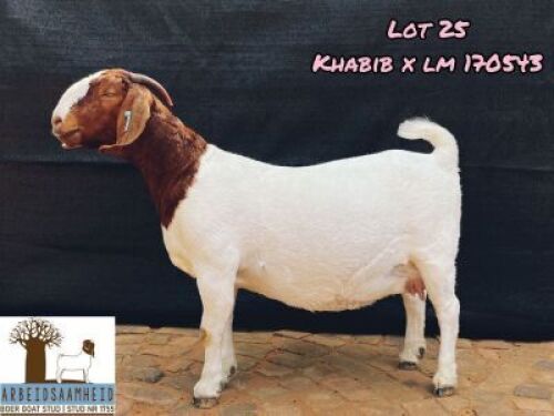 LOT 25 1X BOER GOAT STUD DOE ARBEIDSAAMHEID