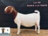 LOT 25 1X BOER GOAT STUD DOE ARBEIDSAAMHEID