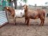 2X MEATMASTER (1) COMMERCIAL EWE JACOB'S SHARE (Pay per piece to take the lot)