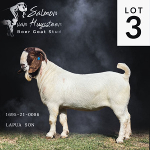 LOT 3 1X BOER GOAT FLOCK BUCK SALMON VAN HUYSSTEEN BOER GOAT STUD