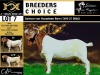 BREEDERS' CHOICE - LOT 7 1X BOER GOAT STUD BUCK SALMON VAN HUYSSTEEN BOER GOAT STUD