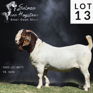 LOT 13 1X BOER GOAT STUD BUCK SALMON VAN HUYSSTEEN BOER GOAT STUD