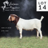 LOT 14 1X BOER GOAT STUD BUCK SALMON VAN HUYSSTEEN BOER GOAT STUD