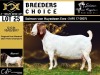 BREEDERS' CHOICE - LOT 25 1X BOER GOAT STUD PREGNANT DOE SALMON VAN HUYSSTEEN BOER GOAT STUD