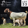 LOT 33 1X BOER GOAT STUD DOE SALMON VAN HUYSSTEEN BOER GOAT STUD