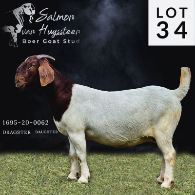 LOT 34 1X BOER GOAT STUD DOE SALMON VAN HUYSSTEEN BOER GOAT STUD