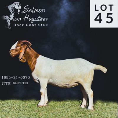 LOT 45 1X BOER GOAT STUD PREGNANT DOE SALMON VAN HUYSSTEEN BOER GOAT STUD