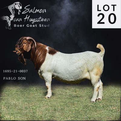 LOT 20 1X BOER GOAT FLOCK BUCK SALMON VAN HUYSSTEEN BOER GOAT STUD