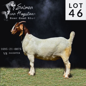 LOT 46 1X BOER GOAT STUD DOE SALMON VAN HUYSSTEEN BOER GOAT STUD