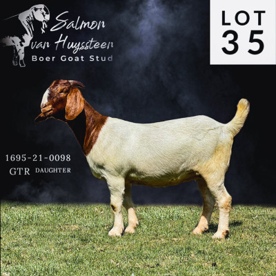 LOT 35 1X BOER GOAT STUD DOE SALMON VAN HUYSSTEEN BOER GOAT STUD