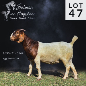 WITHDRAW - LOT 47 1X BOER GOAT DOE SALMON VAN HUYSSTEEN BOER GOAT STUD