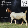 LOT 57 1X BOER GOAT PS DOE SALMON VAN HUYSSTEEN BOER GOAT STUD