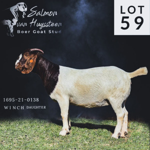 LOT 59 1X BOER GOAT PS DOE SALMON VAN HUYSSTEEN BOER GOAT STUD