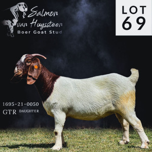 LOT 69 1X BOER GOAT FLOCK DOE SALMON VAN HUYSSTEEN BOER GOAT STUD