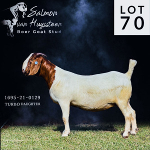 LOT 70 1X BOER GOAT FLOCK PREGNANT DOE SALMON VAN HUYSSTEEN BOER GOAT STUD