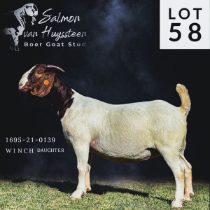 LOT 58 1X BOER GOAT PS DOE SALMON VAN HUYSSTEEN BOER GOAT STUD