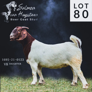 LOT 80 1X BOER GOAT PS DOE SALMON VAN HUYSSTEEN BOER GOAT STUD