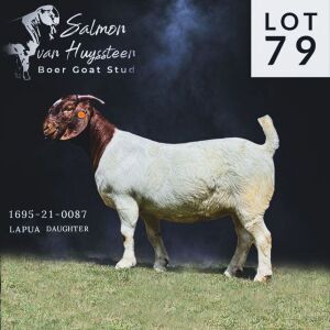 WITHDRAW - LOT 79 1X BOER GOAT DOE SALMON VAN HUYSSTEEN BOER GOAT STUD