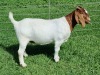 LOT 50 1X BOER GOAT FLOCK DOE ALBIAN BOERBOK STOET - 3