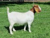 LOT 49 1X BOER GOAT PS DOE ALBIAN BOERBOK STOET - 3