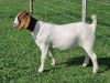 LOT 38 1X BOER GOAT FLOCK DOE ALBIAN BOERBOK STOET - 3