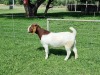 LOT 48 1X BOER GOAT FLOCK DOE ALBIAN BOERBOK STOET - 3