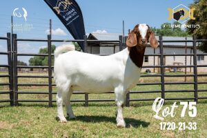 LOT 75 1X BOER GOAT FLOCK DOE JOUBERT HORN BOERBOK STOET