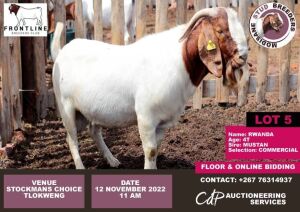 1 x BOER GOAT COMMERCIAL BUCK MODISAME