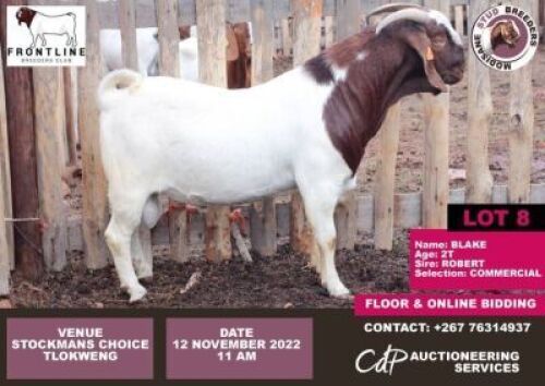 1 x BOER GOAT COMMERCIAL BUCK MODISAME
