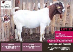 1 x BOER GOAT COMMERCIAL BUCK MODISAME