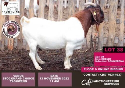 1 x BOER GOAT COMMERCIAL BUCK MODISAME